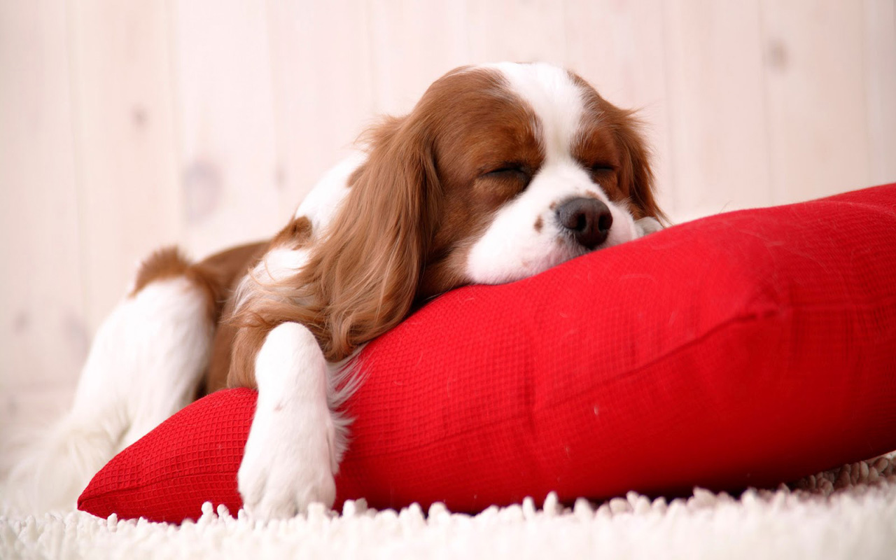 free-download-christmas-pets-hd-wallpapers-in-1280x800-tips-and-wallpaperku.in_