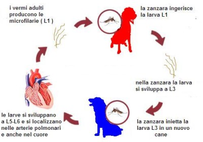 http://3.bp.blogspot.com/-pjh-hvs35d8/TrsKoPX25iI/AAAAAAAAAFQ/8E4J1pGM6OA/s1600/heartworm-prevention-cycle.jpg